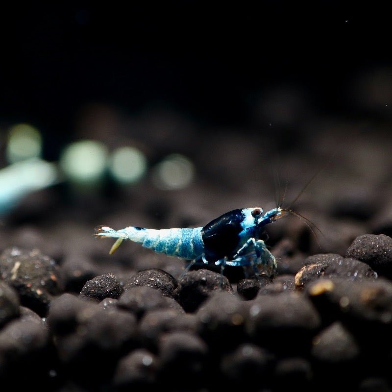 Blue Shadow Shrimp Health Problems: Prevention and Solutions