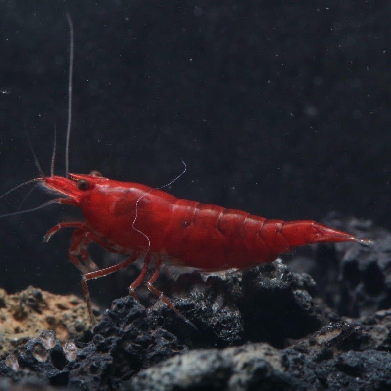 Bloody Mary Shrimp