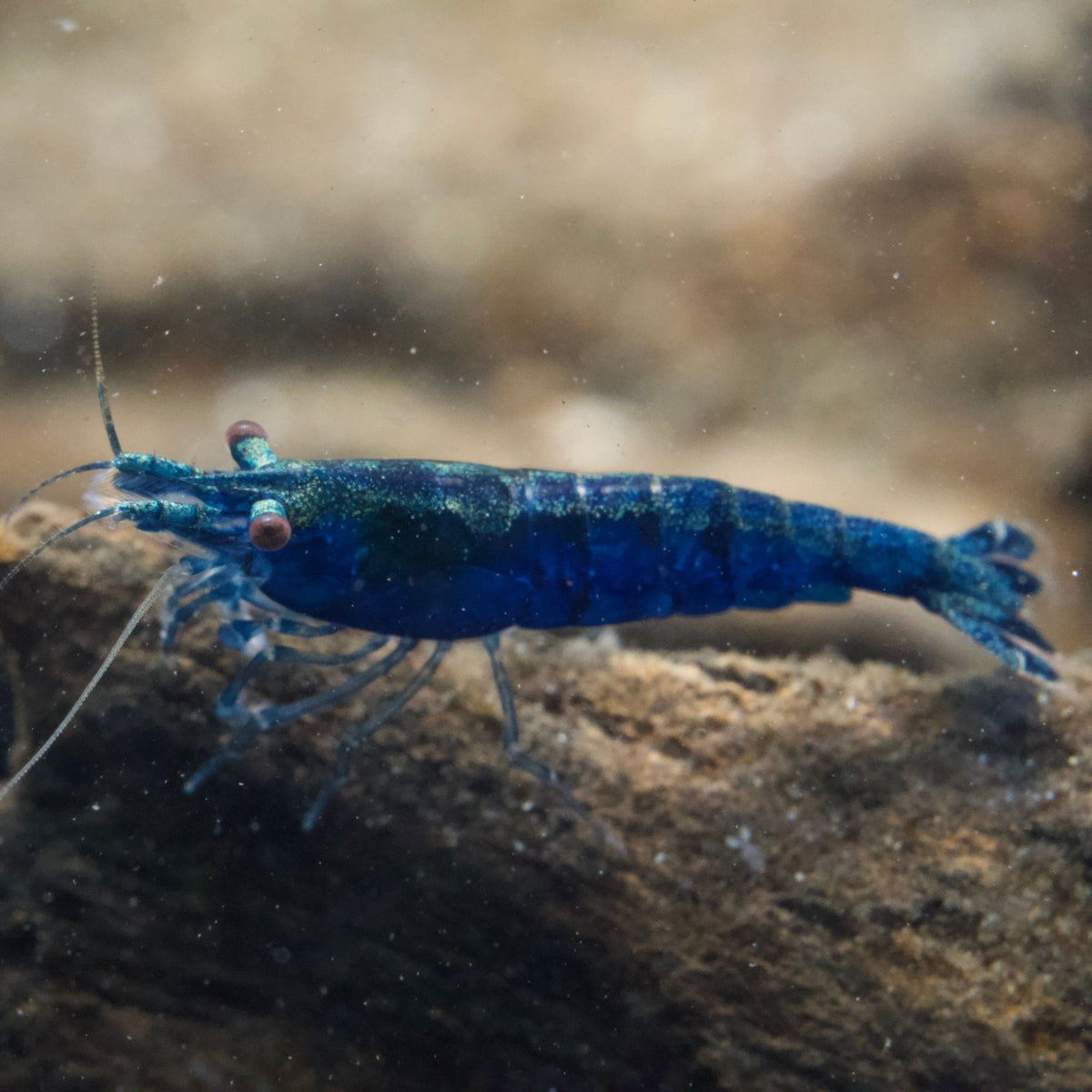 エビ青蓄光　SHRIMP BLUE GID スシエルエー　エビ　ラブリー Blue Sapphire Shrimps | BillyBoiAquatics