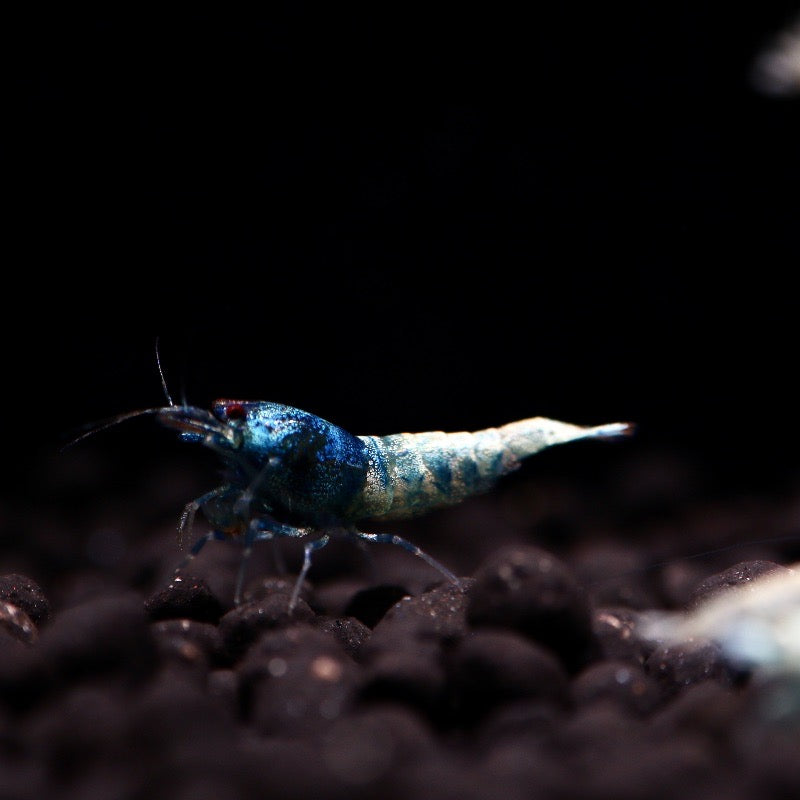 Blue Bolt Shrimp A/S