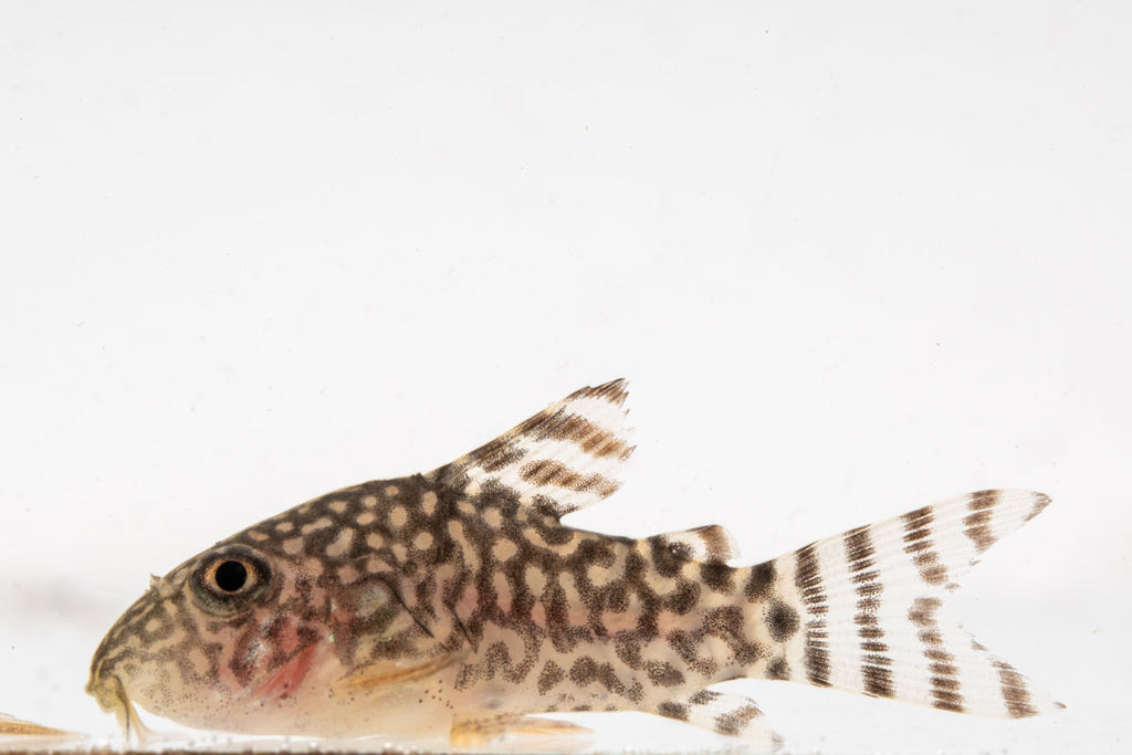 Sterbai's Corydoras