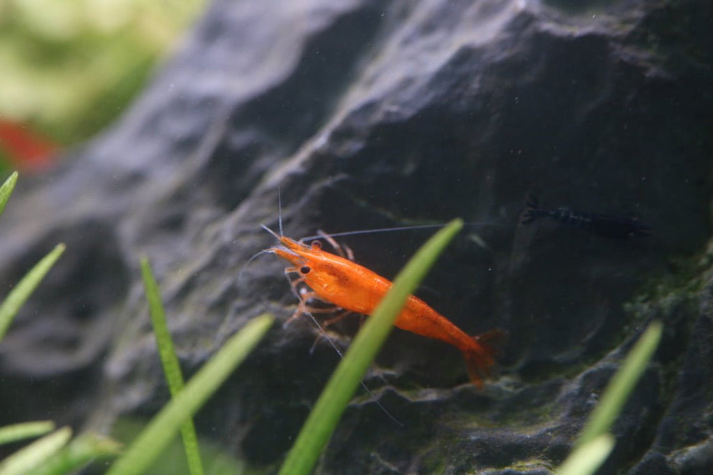 How to keep Neocaridina Shrimps - BillyBoiAquatics