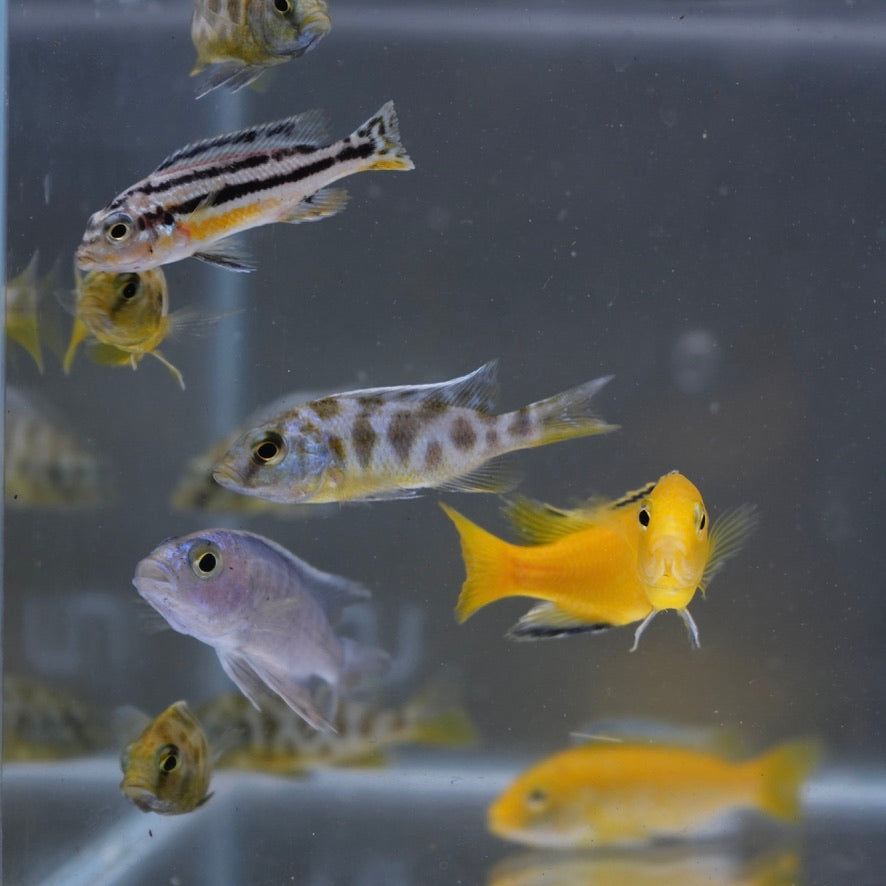 Assorted African Cichlids