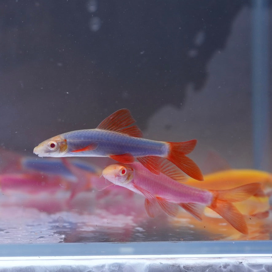 Glofish Shark