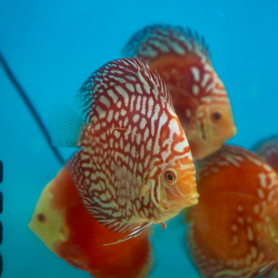 Checkerboard Red Panda Discus(Symphysodon aequifasciatus)