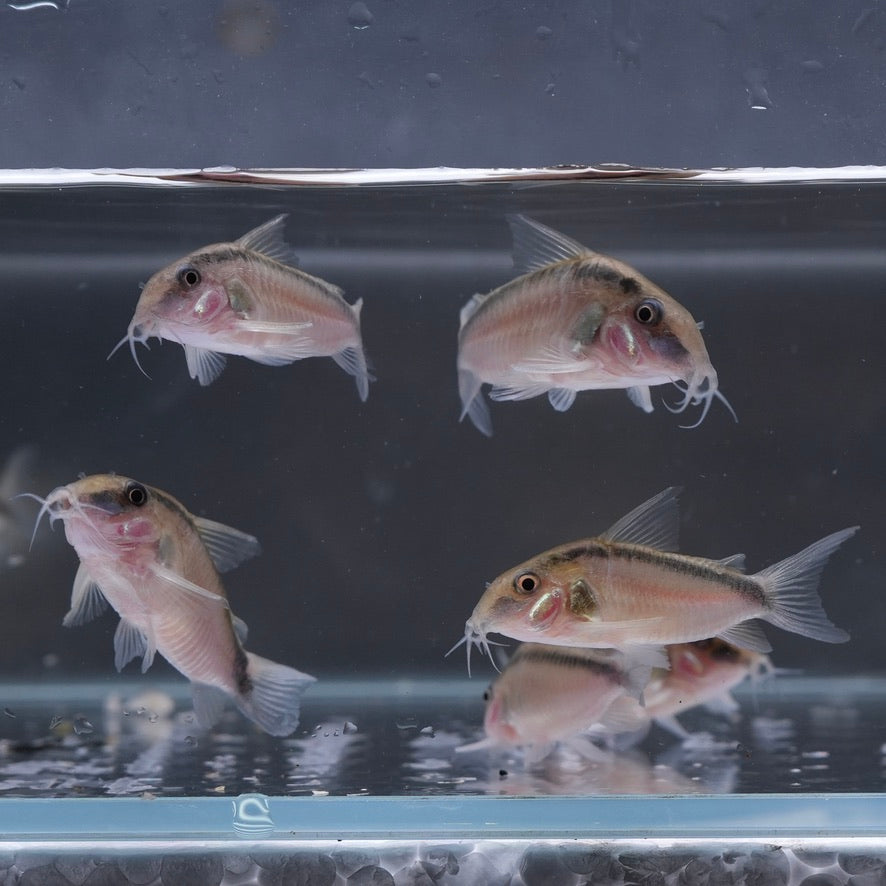 Skunk Corydoras