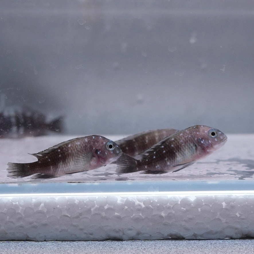 White Spotted Cichlid (Tropheus Duboisi)