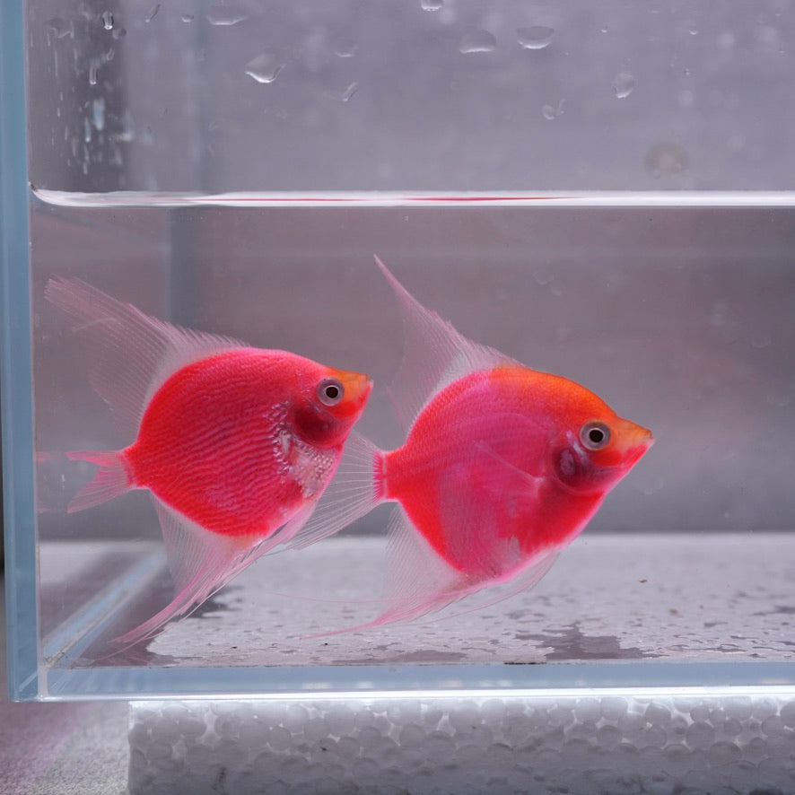 Glofish Starfire Red Angelfish