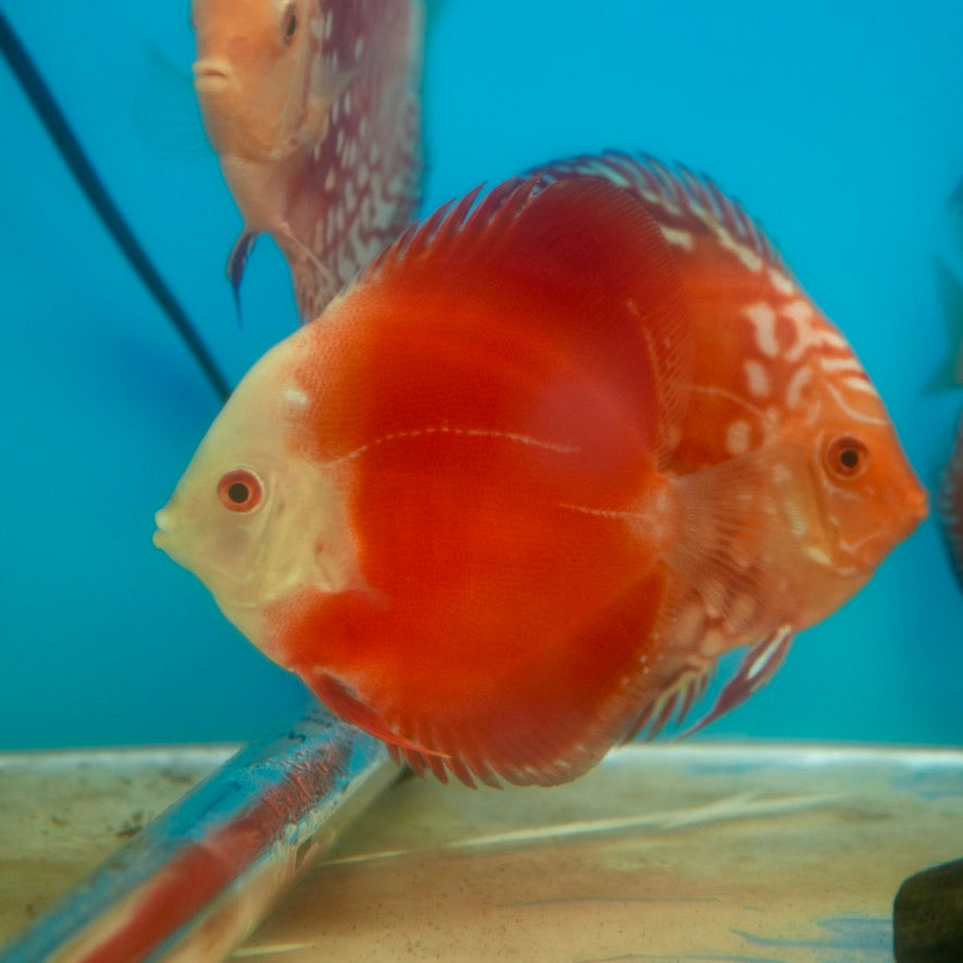 Red Melon Discus (Symphysodon aequifasciatus)