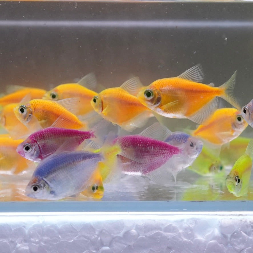 Glofish Skirt Tetras