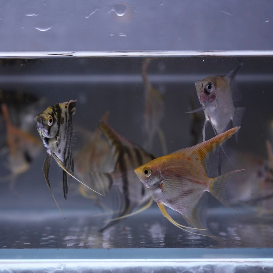 Assorted Angelfish