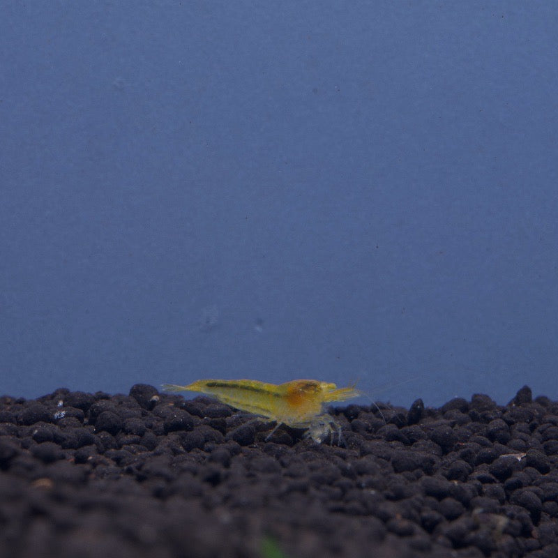 Orange Eye Yellow King Kong Shrimp (OEYKK)