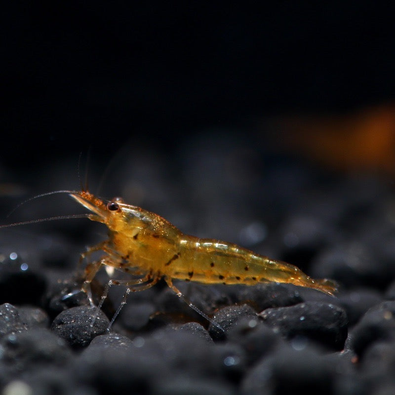 Tangerine Tiger Shrimp