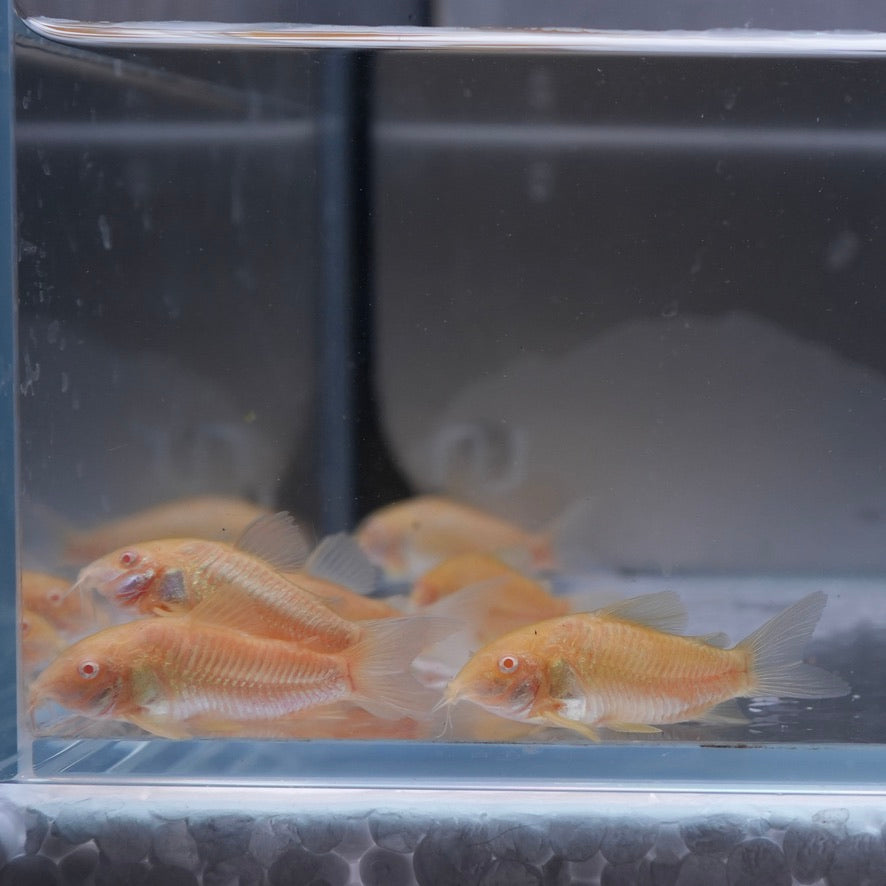 Albino Corydoras