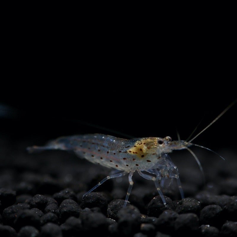 Amano Shrimp - billyboiaquatics