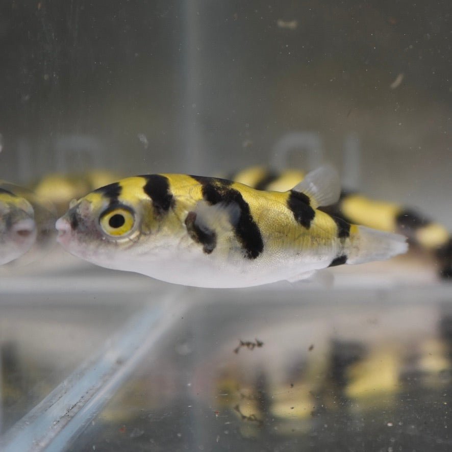 Amazon Puffer
