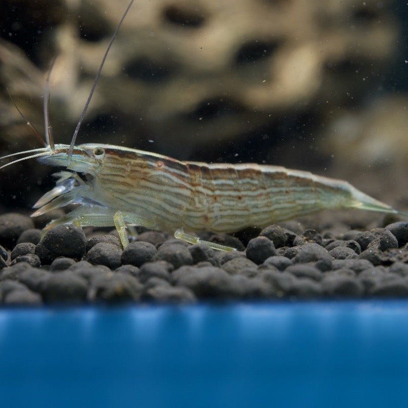 Bamboo Shrimp - billyboiaquatics