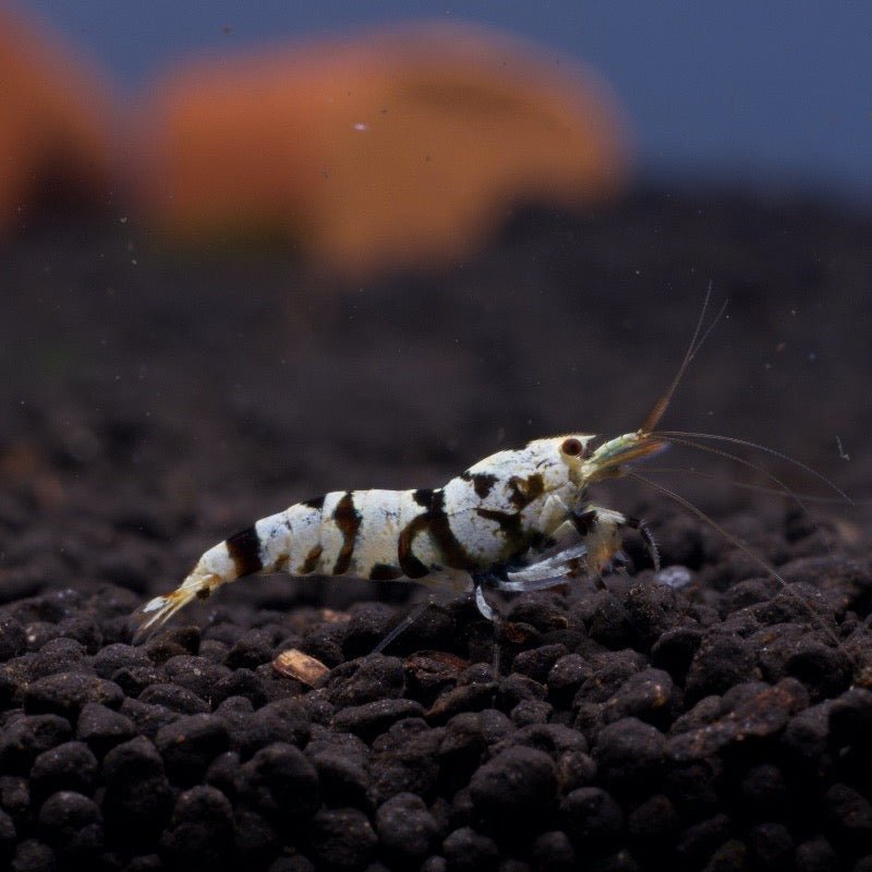 Black Fancy Tiger S Grade