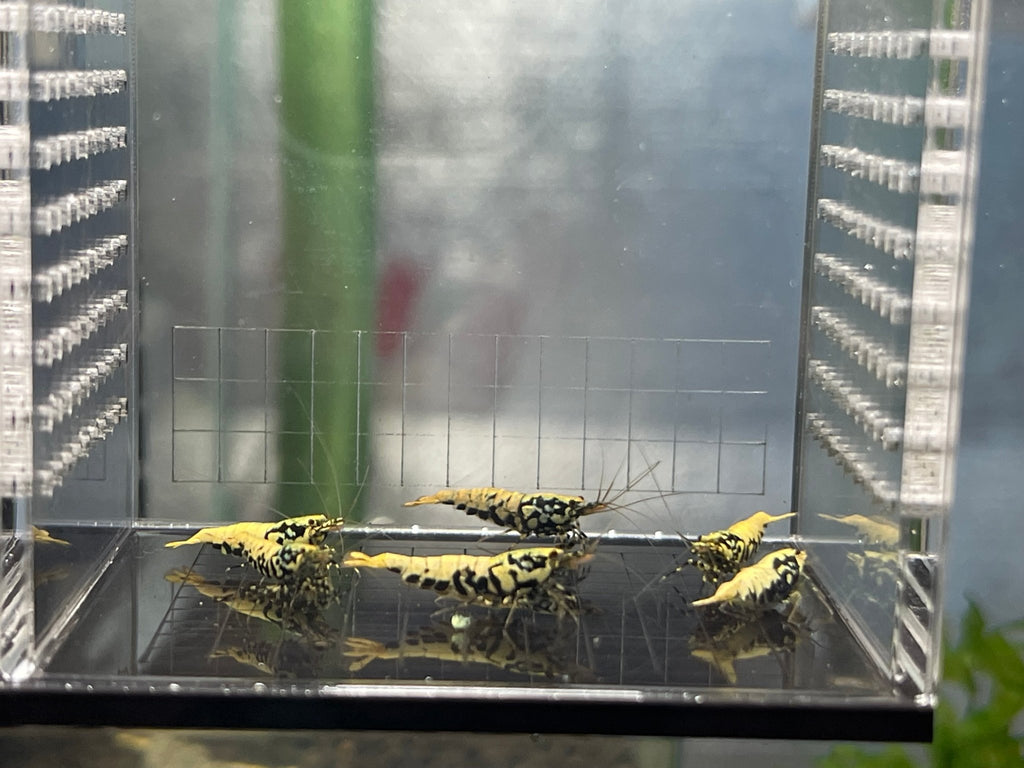 Black Galaxy Pinto BOA gene S-SS (Homebred)