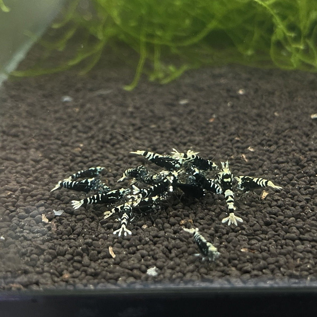 Black Galaxy Tiger Pinto