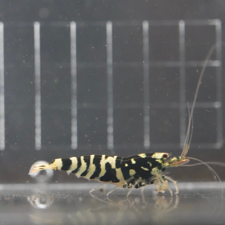 Black Galaxy Tiger Pinto (Homebred)