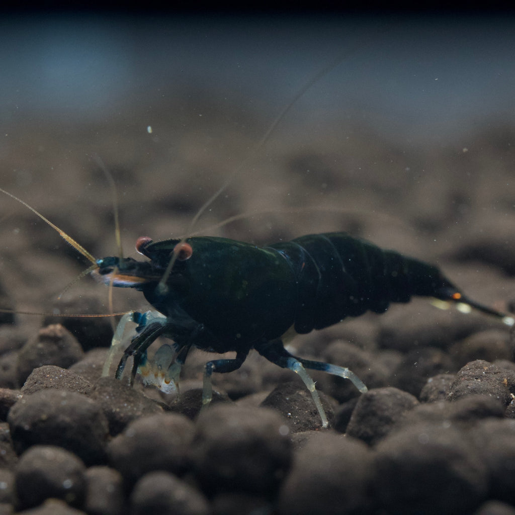 Black King Kong Extreme