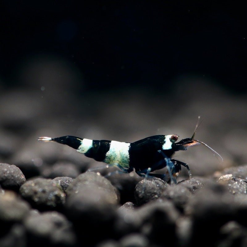 Black King Kong Shrimp