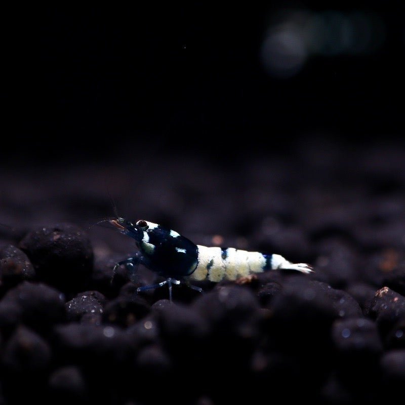 Black Pinto Mix Shrimp