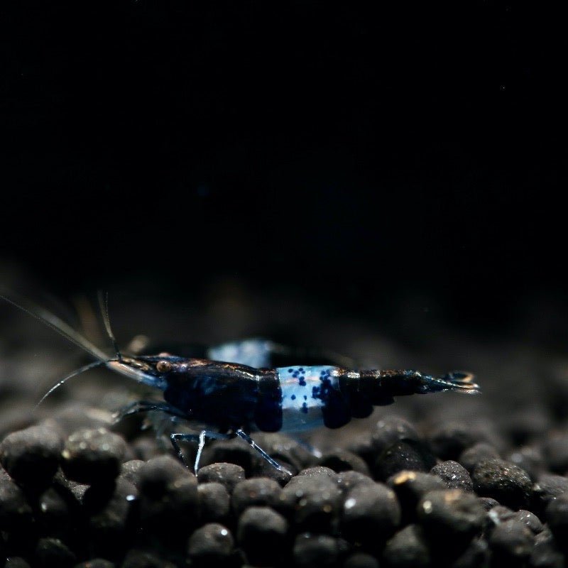 Black Rili Neocaridinas - billyboiaquatics