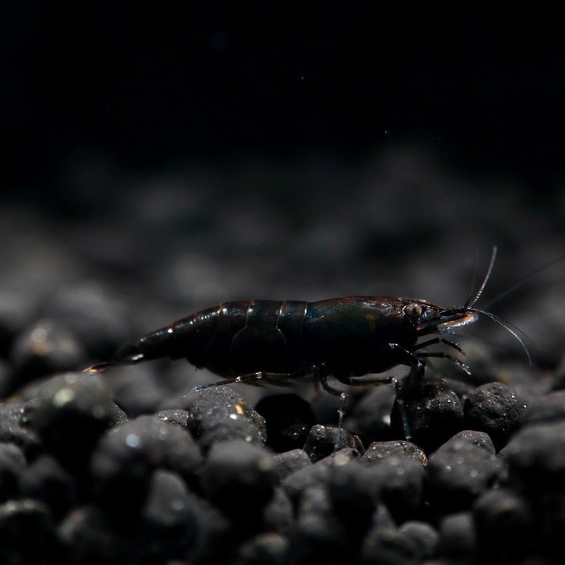 Black Rose Shrimp