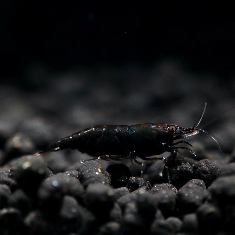 Black Rose Shrimp - billyboiaquatics