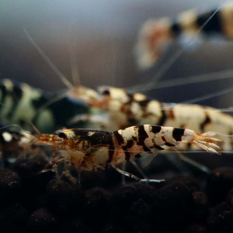 Black Tibee A/S Shrimp