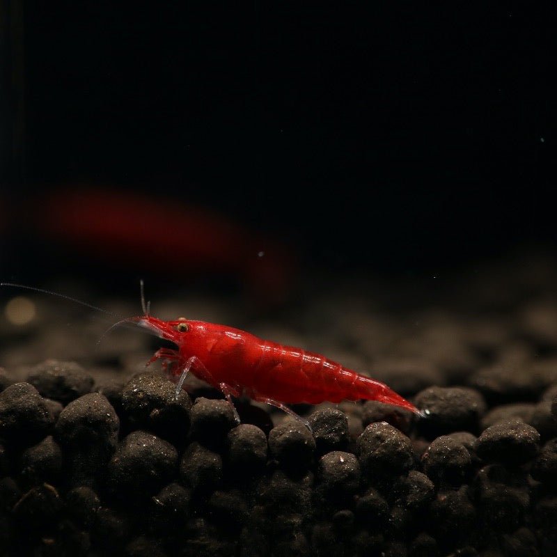 Bloody Mary Baby Mermaid B 60センチ Bloody Mary Shrimp