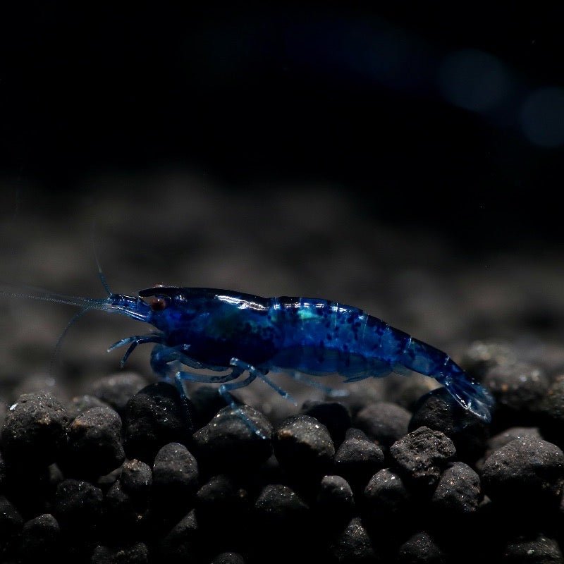 Blue Dream Shrimp - billyboiaquatics