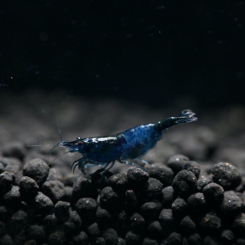Blue Rili Shrimp