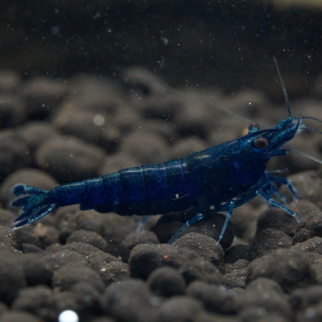 Blue Sapphire Shrimps