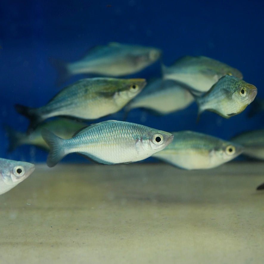 Blue Turquoise Rainbow Fish