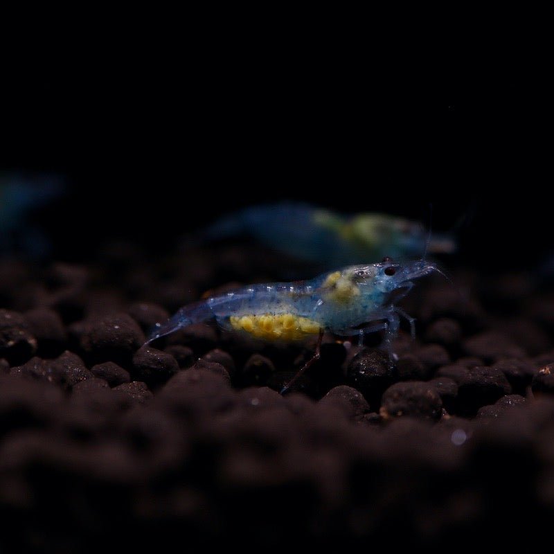 Blue Velvet Shrimp - billyboiaquatics