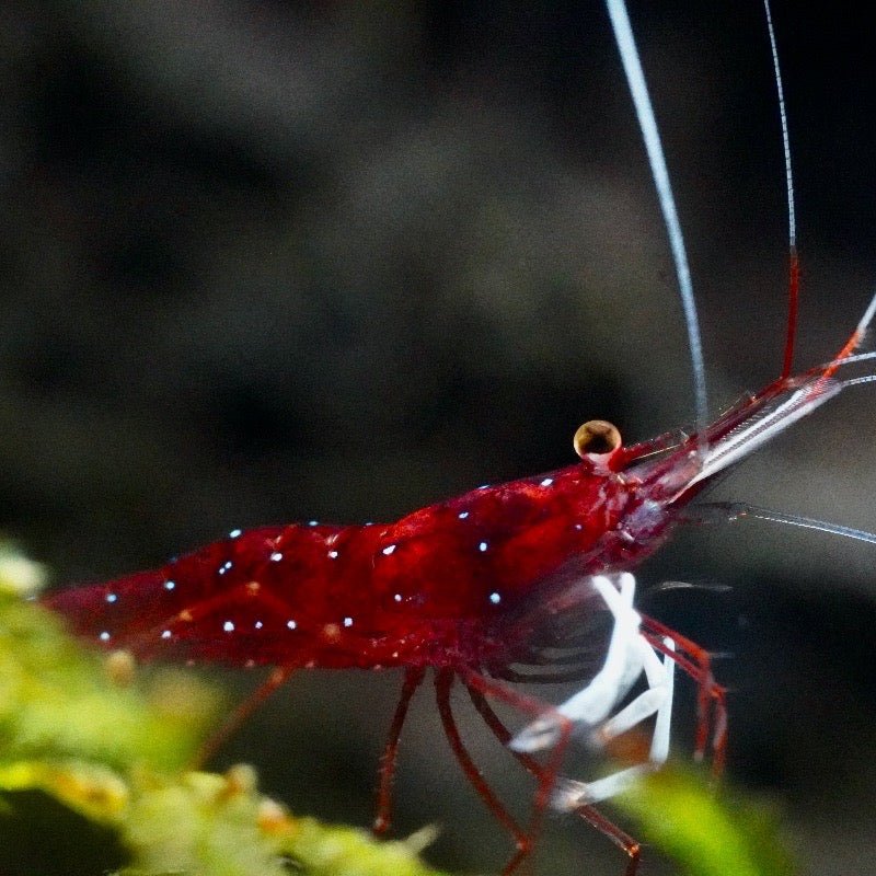 Cardinal Dennerle Sulawesi