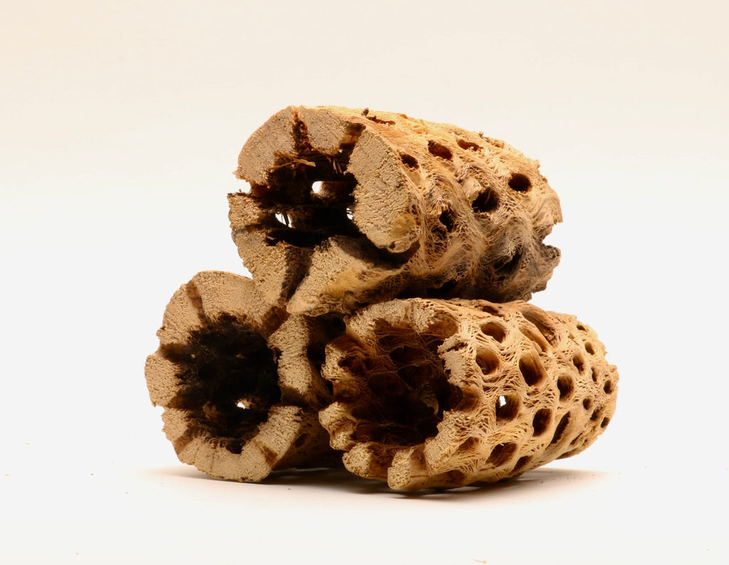 Cholla Driftwood Tunnel Tubes