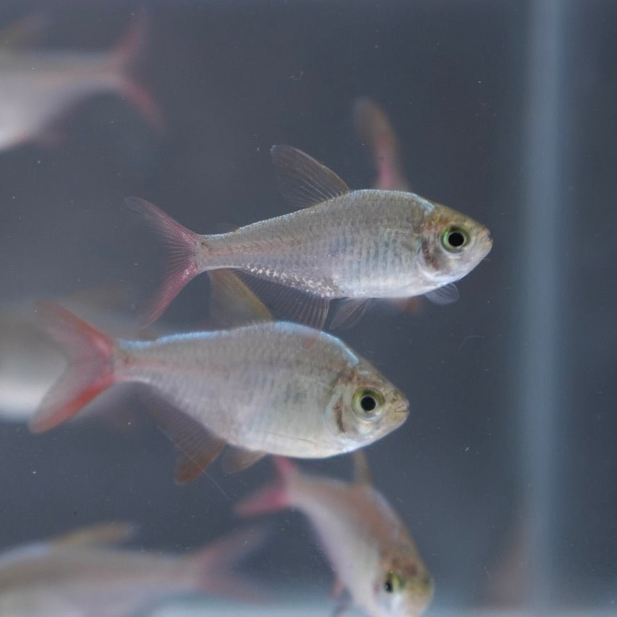 Columbian Tetras