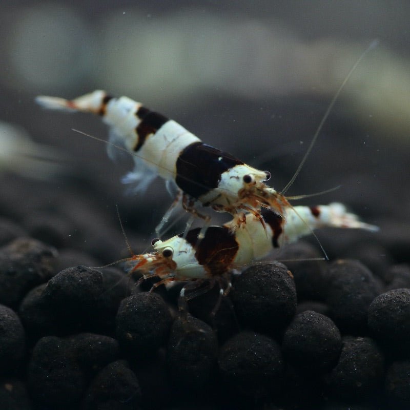Crystal Black Shrimp A/S