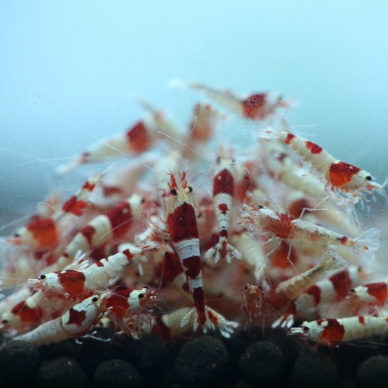 Crystal Red Shrimp A/S | BillyBoiAquatics