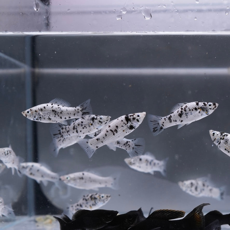 Dalmatian Molly/ Black Molly Fish