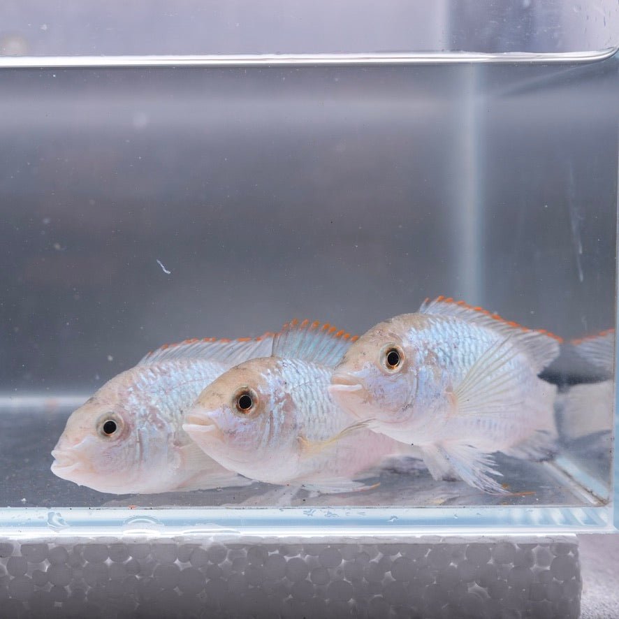 Electric Blue Acara