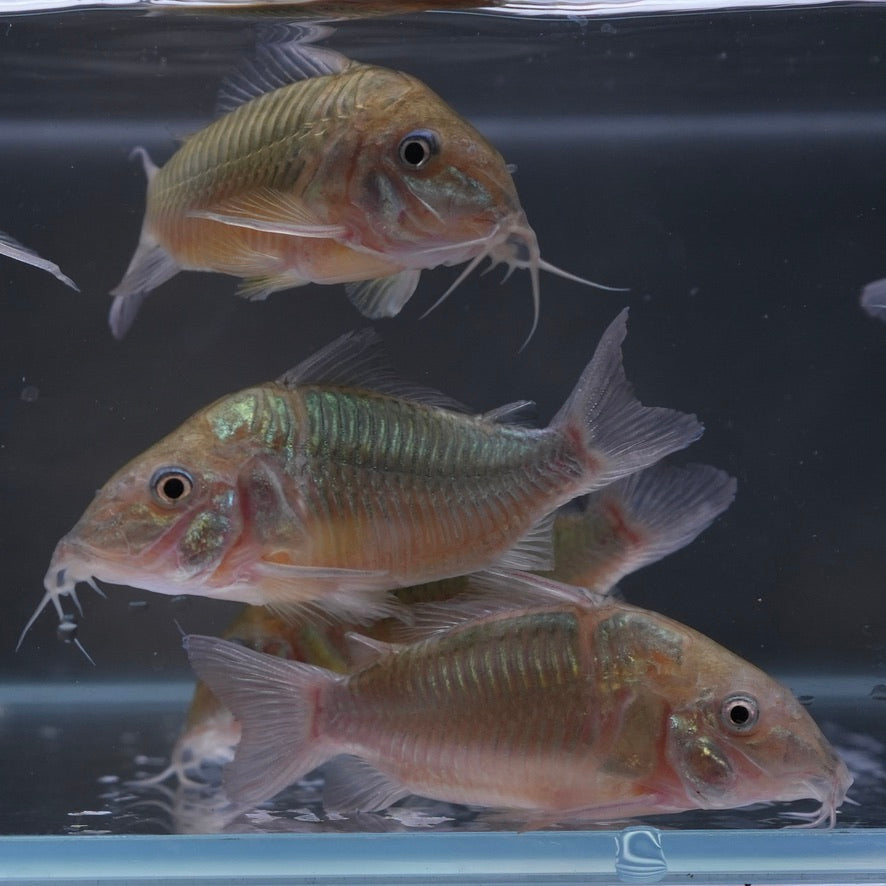 Emerald Green Corydoras