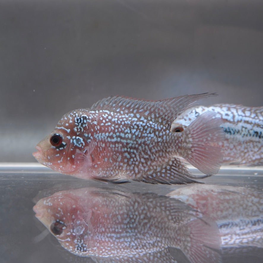Female Flowerhorn Cichlid
