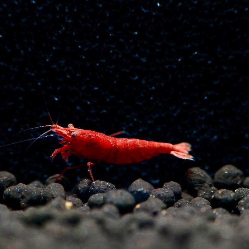 Fire Red Shrimp