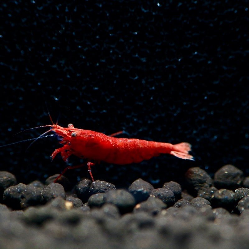 Fire Red Shrimp - BillyBoiAquatics