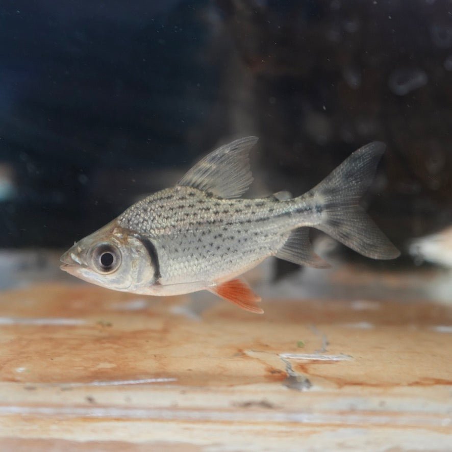 Flagtail Prochilodus